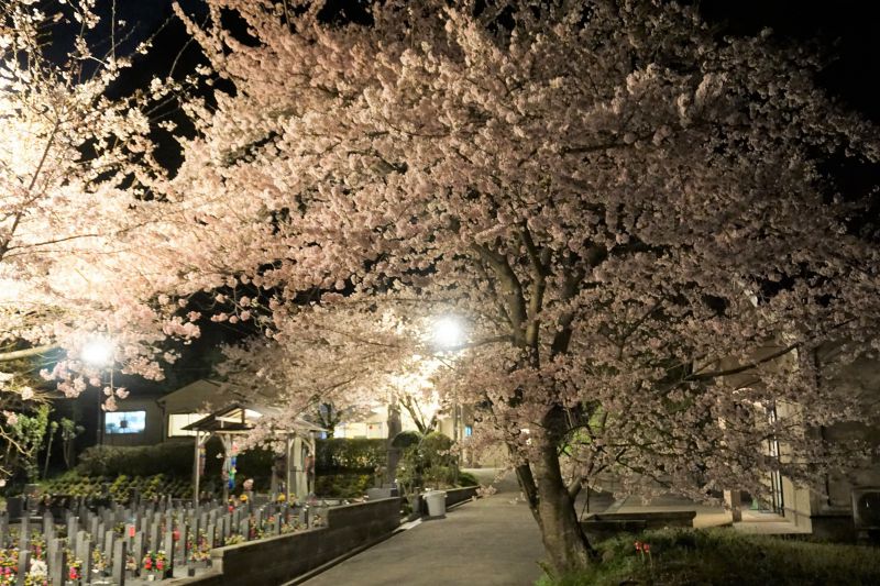 4月12日の霊園の夜桜の様子